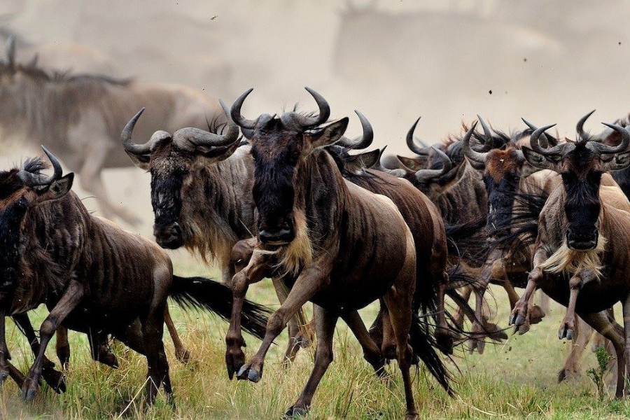 6-Day Wildebeest Migration Safari In Tanzania