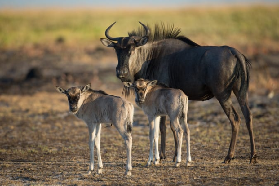 The Stage is Set: Witness the Greatest Wildebeest Migration of 2026 in Tanzania
