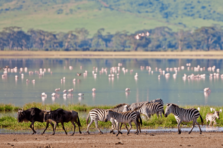 The Ultimate Tanzanian Adventure: Your 9-Day Northern Circuit Safari Guide