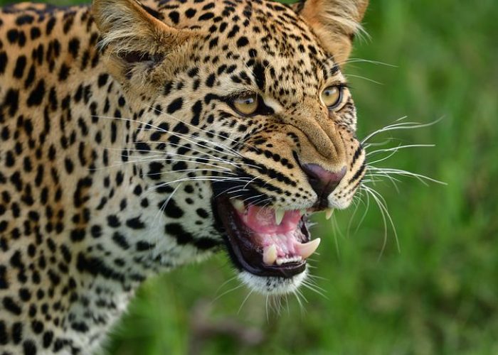 leopard-7235632__480.jpeg